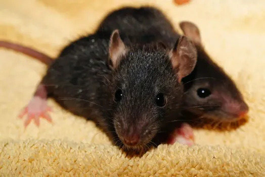 Грызуны в доме: чем они опасны и как от них избавиться