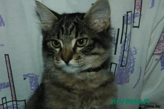 В Башкирии девятилетний мальчик умер от бешенства после укуса кошки