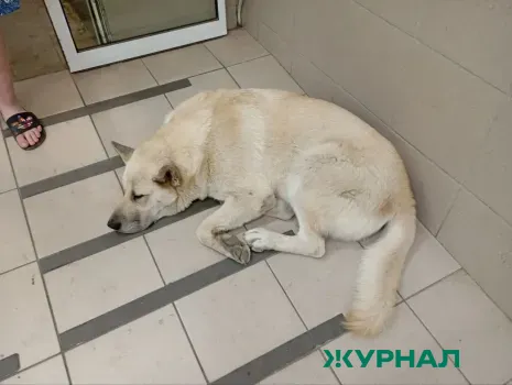 Жителям Башкирии рекомендовали избегать общения с дикими животными и вакцинировать домашних