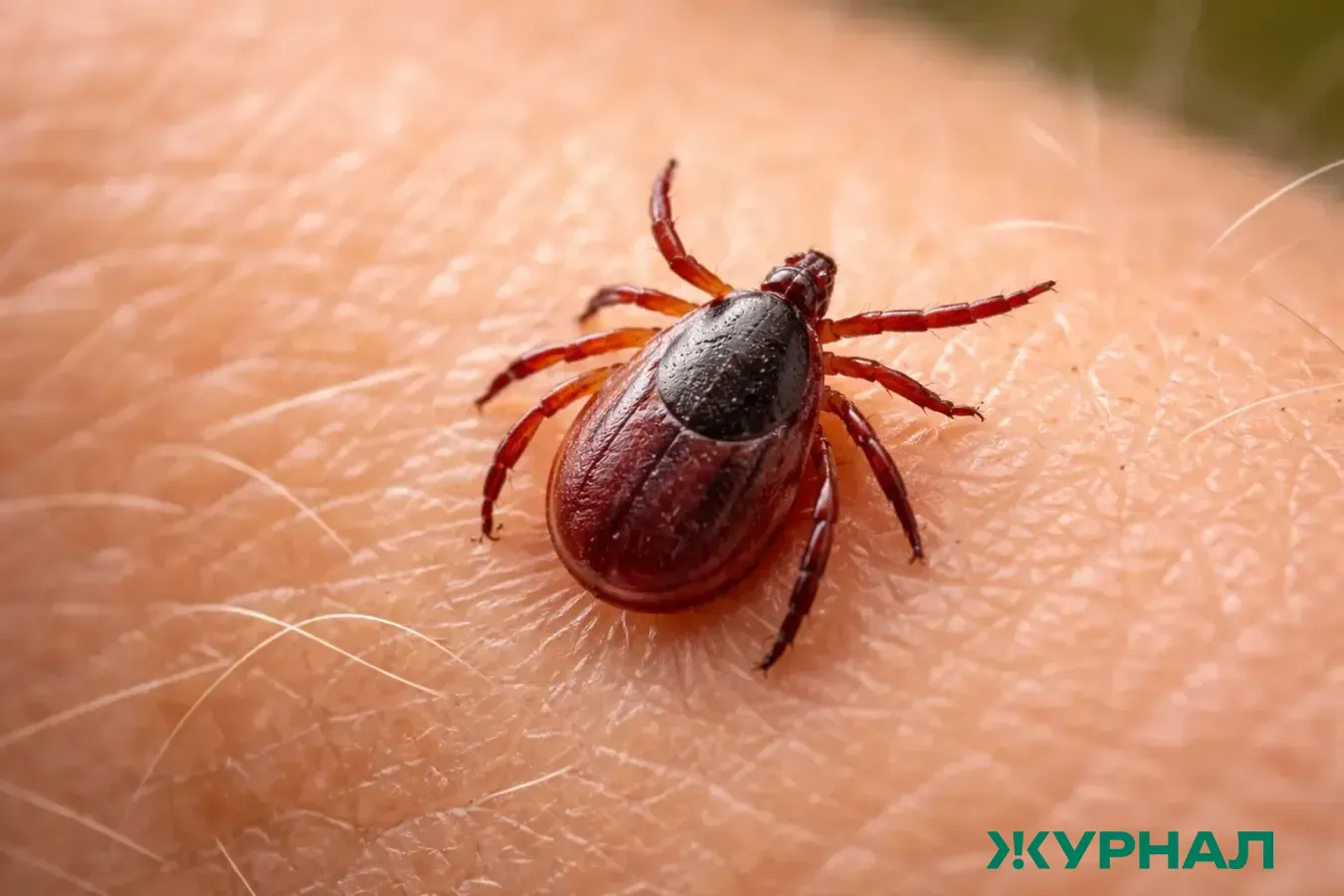 В Башкирии определены районы с риском клещевого энцефалита на 2026 год