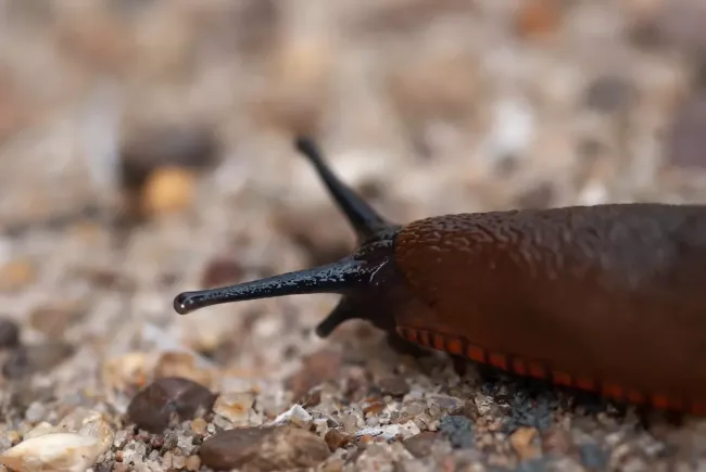 Цитрусовая ловушка для слизней: простое решение для защиты огорода осенью